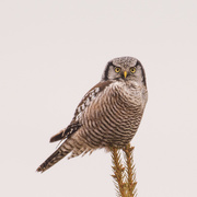 2nd Jan 2020 - Northern Hawk Owl