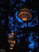 1st Jan 2020 - Lights in the Redwoods