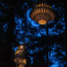 Lights in the Redwoods by yorkshirekiwi
