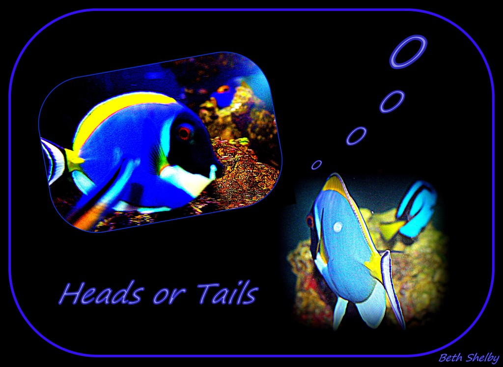 Heads or Tails. by vernabeth