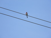 2nd Jan 2020 - Bird on Wire 