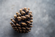 2nd Jan 2020 - Just a Pinecone