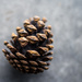 Just a Pinecone by kwind