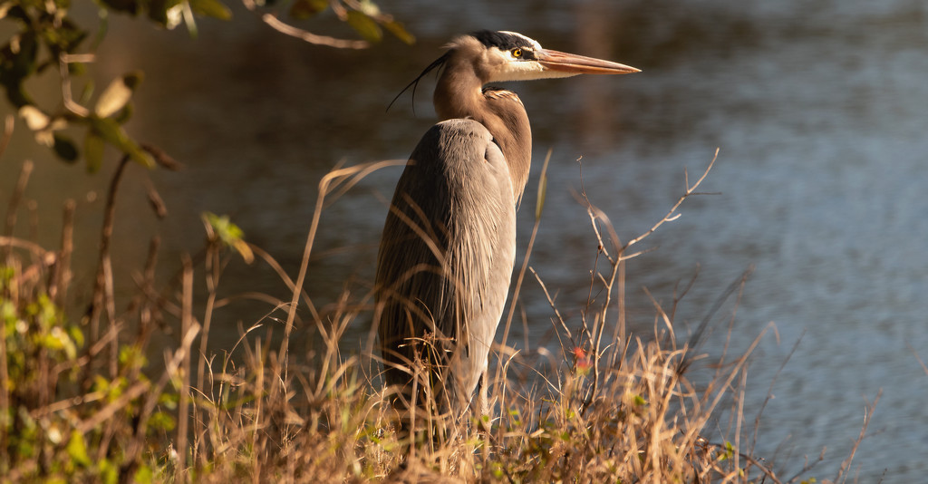 Blue Heron Getting Some Sun! by rickster549