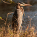 Blue Heron Getting Some Sun! by rickster549