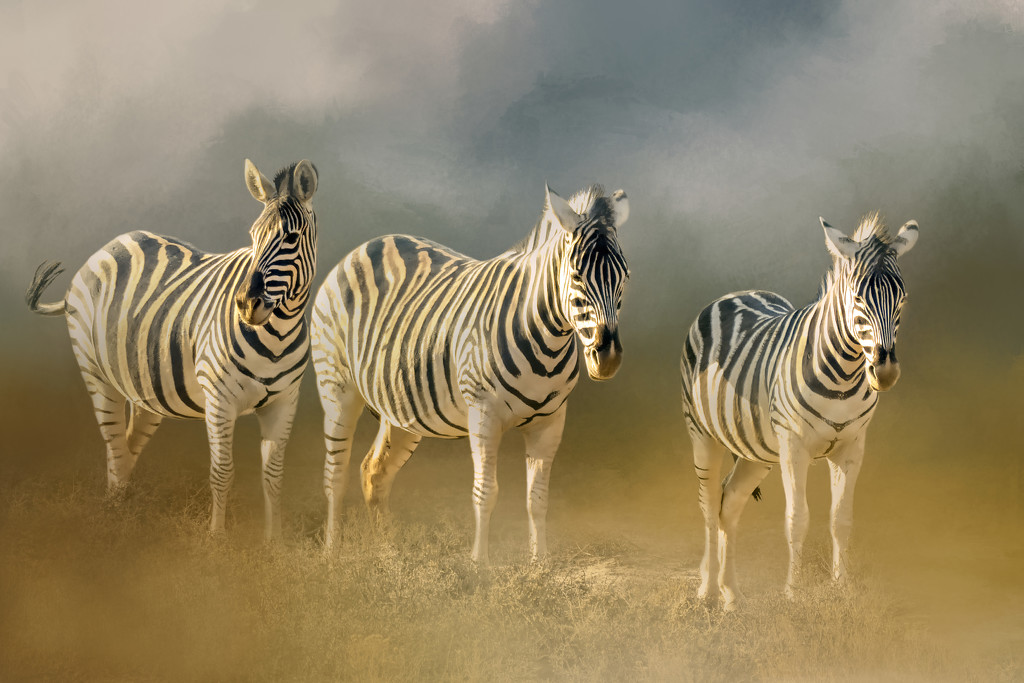 Zebras  by ludwigsdiana