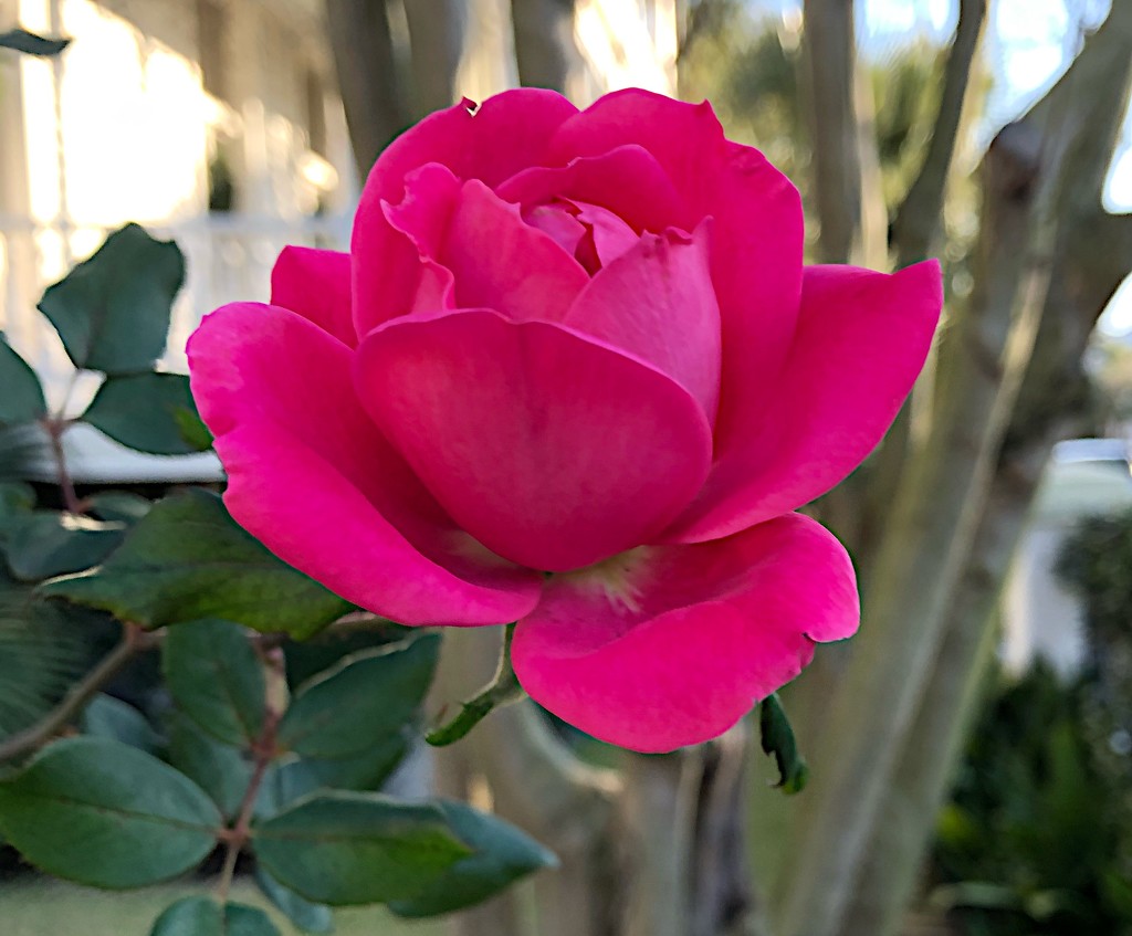 Rose, Hampton Park Garden by congaree