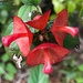 Mexican hat plant, Hampton Park Garden by congaree