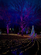 1st Jan 2020 - Field of Trees