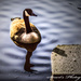 Lonesome Goose  by stuart46