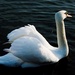 Swan by allsop