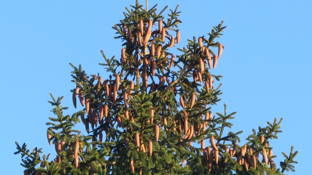 Prolific Pine cones. by grace55
