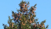 3rd Jan 2020 - Prolific Pine cones.