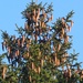 Prolific Pine cones. by grace55