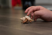 2nd Jan 2020 - My sons hermit crab thats name always changes