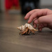 My sons hermit crab thats name always changes by mistyhammond