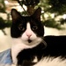 Cat's Christmas by jae_at_wits_end
