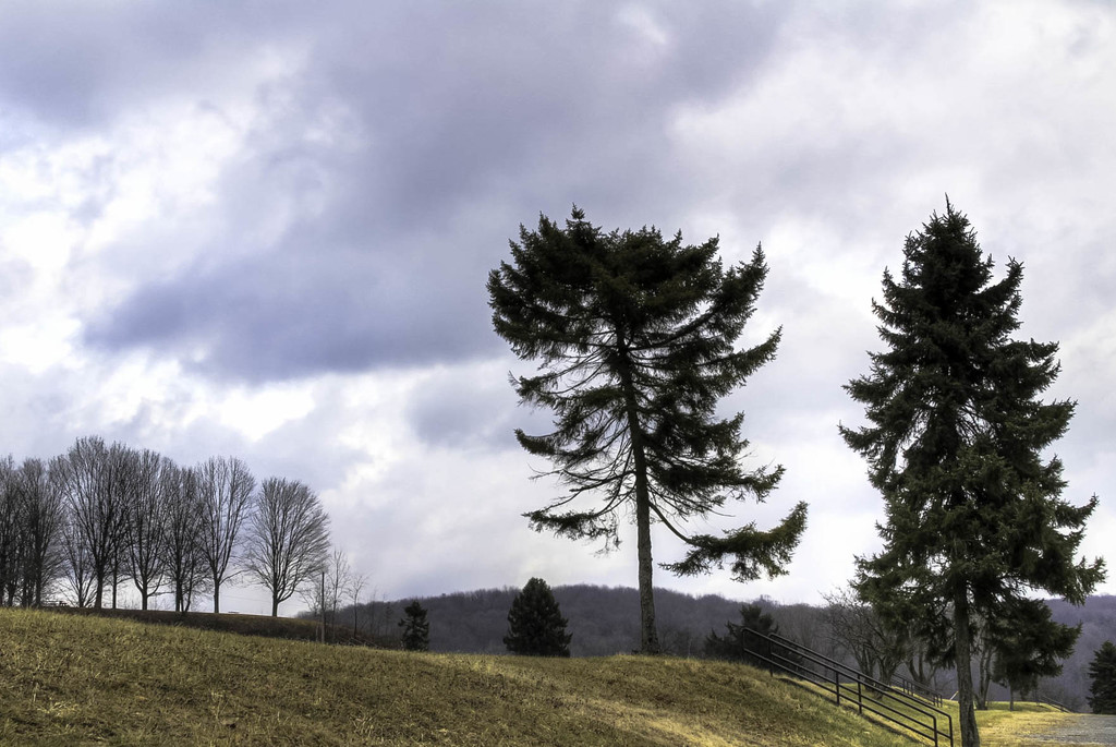 Trees in the park by mittens