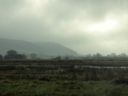 2nd Jan 2020 - Looking up at Aller wood from the moor