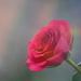 Rose........ by ziggy77
