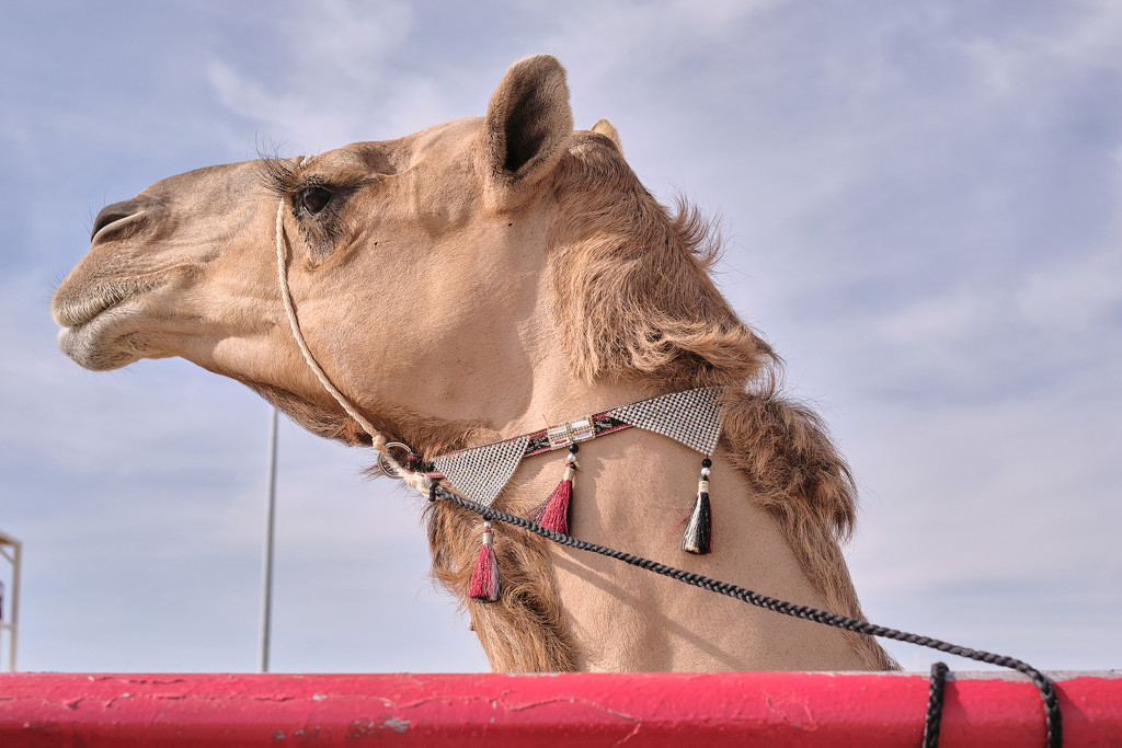 Camel beauty competition - Head shot by stefanotrezzi