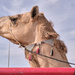 Camel beauty competition - Head shot by stefanotrezzi