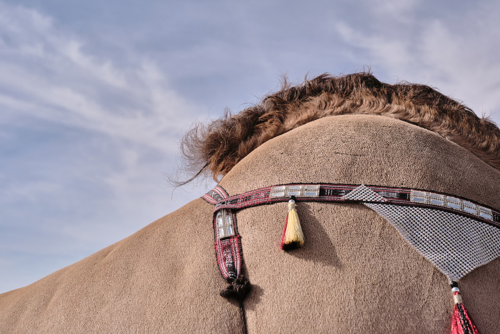 Camel beauty competition - Hump shot by stefanotrezzi