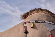 18th Dec 2019 - Camel beauty competition - Hump shot