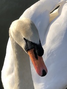 3rd Jan 2020 - Swan