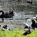The Swan Family Bathing Time ~  by happysnaps