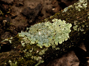 3rd Jan 2020 - common greenshield lichen
