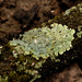common greenshield lichen by rminer