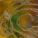 LHG__9254- oil Abstract goldgreen by rontu