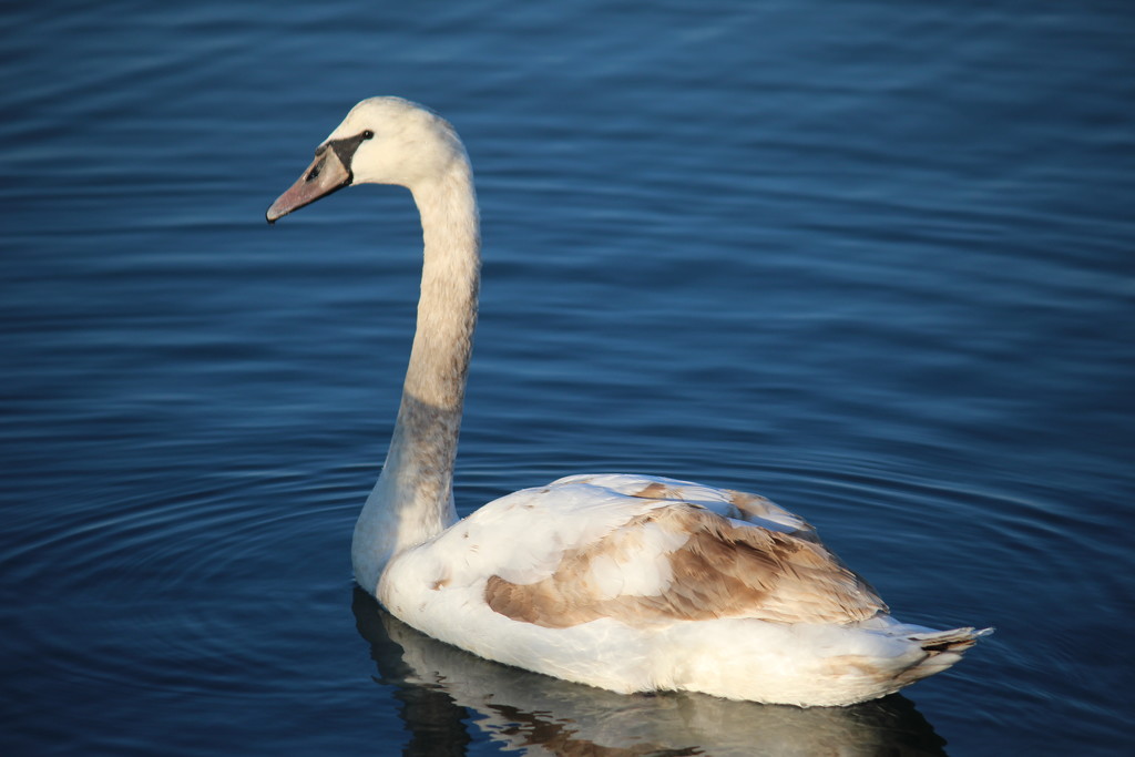 Swan by jb030958