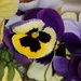 January 3: Pansies by daisymiller
