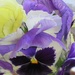 December 12: More Pansies by daisymiller