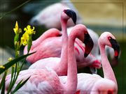 3rd Jan 2020 - Flamingo Friday '20 01