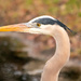 Blue Heron Profile Shot! by rickster549