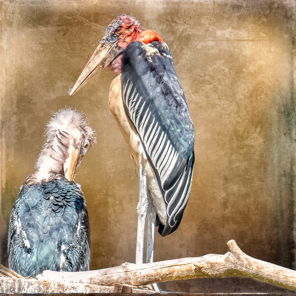 Marabou Stork and chick by ludwigsdiana