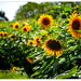 More Sunflower's by julzmaioro
