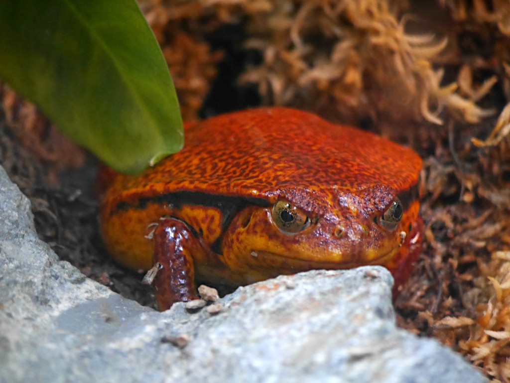 Tomato Frog by gq
