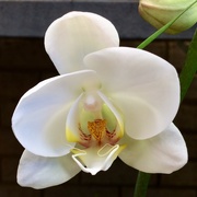 4th Jan 2020 - Orchid