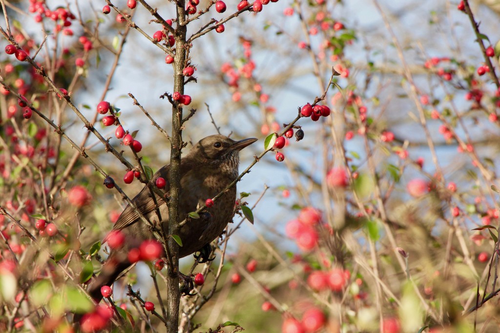 A bird in a bush! by jamibann