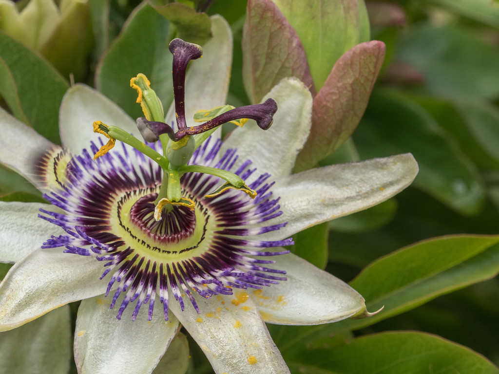 Passionfruit flower  by gosia