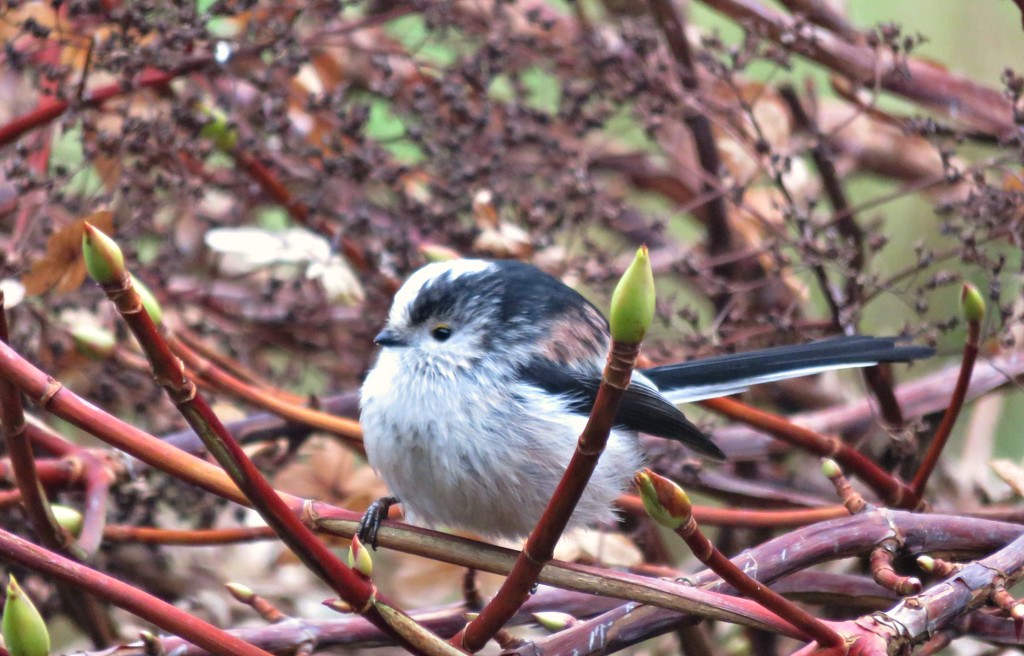 Long Tailed Tit  by countrylassie