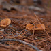 "Fungus among us"... by thewatersphotos