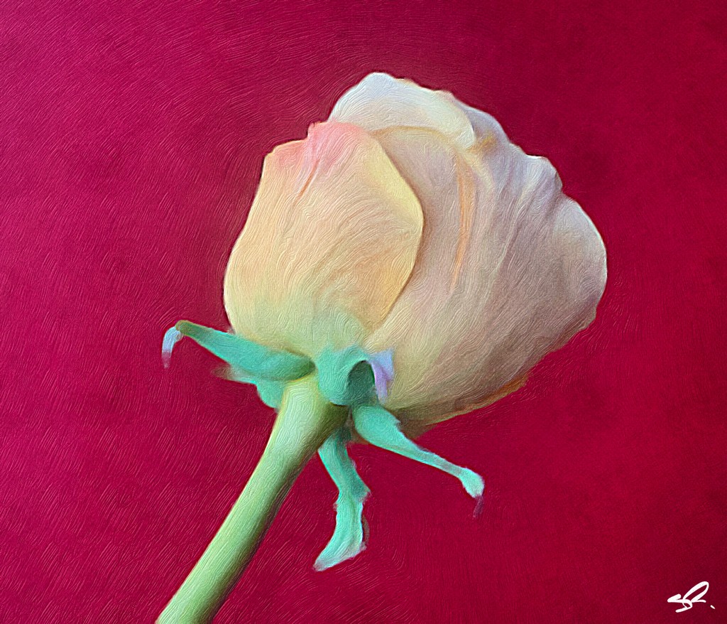 Painterly Tulip by sprphotos