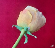 4th Jan 2020 - Painterly Tulip