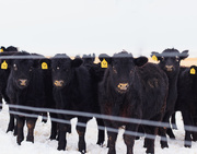 1st Jan 2020 - cattle push