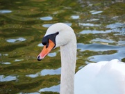 4th Jan 2020 - White swan